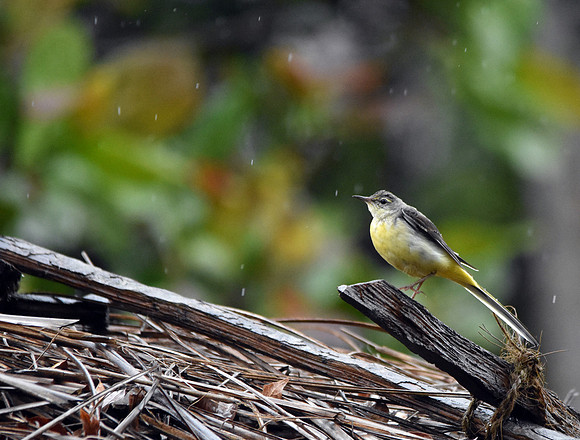 Grey wagtail