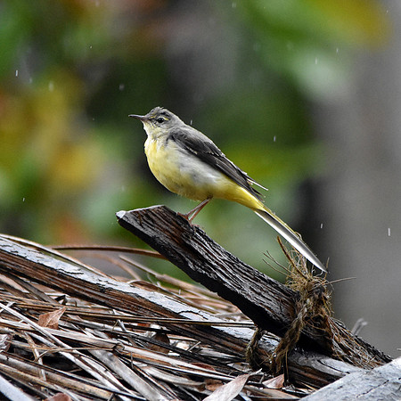 Grey wagtail