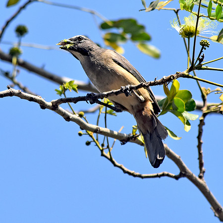 Greyish Saltator