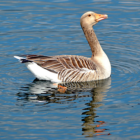 Greylag goose