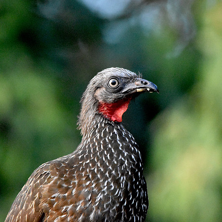 Band Tailed Guan