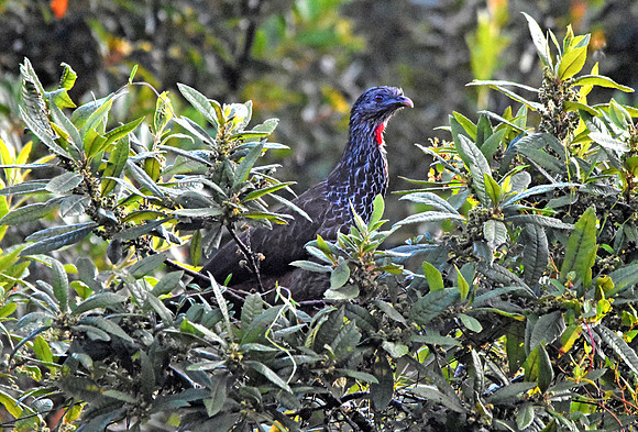 Andean guan