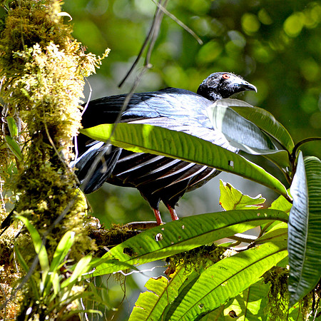 Black Guan