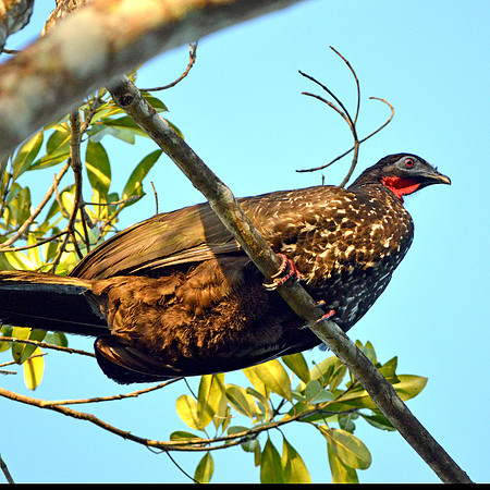Crested Guan
