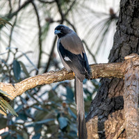 Grey / Himalayan treepie
