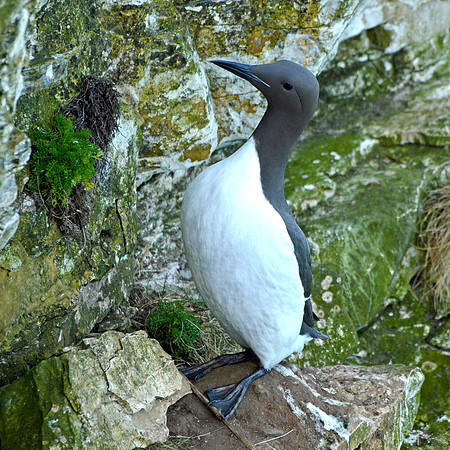 Common guillemot