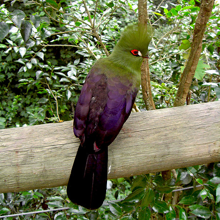 Guinea / green turaco
