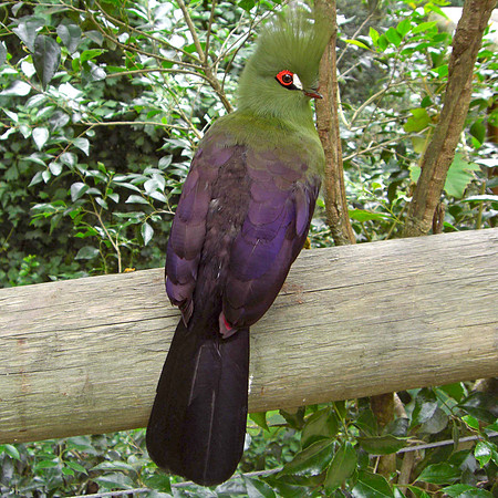 Guinea / green turaco