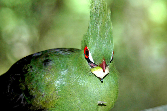 Guinea / green turaco