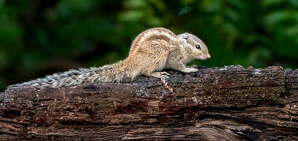 Three striped palm squirrel