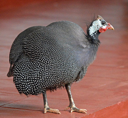 Helmeted Guinea fowl