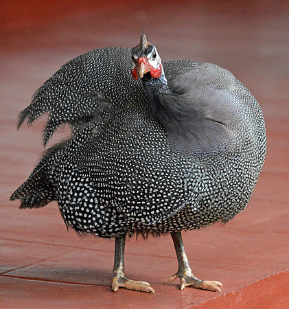 Helmeted Guinea fowl