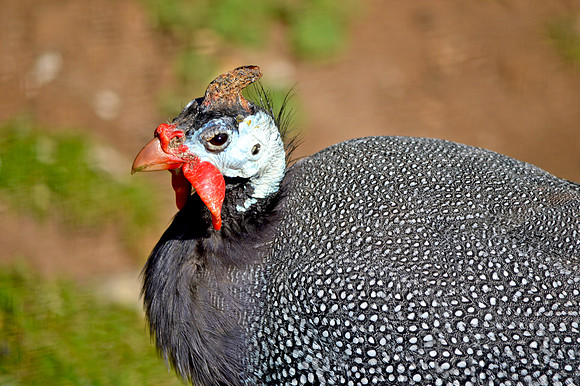 Helmeted Guinea fowl