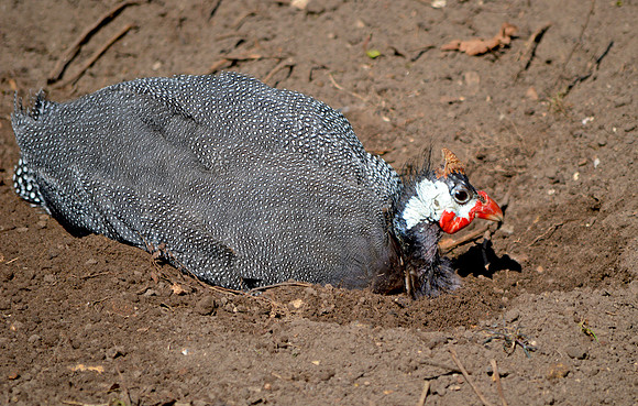 Helmeted Guinea fowl