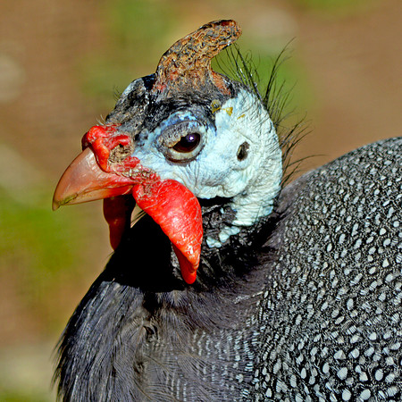 Helmeted Guinea fowl