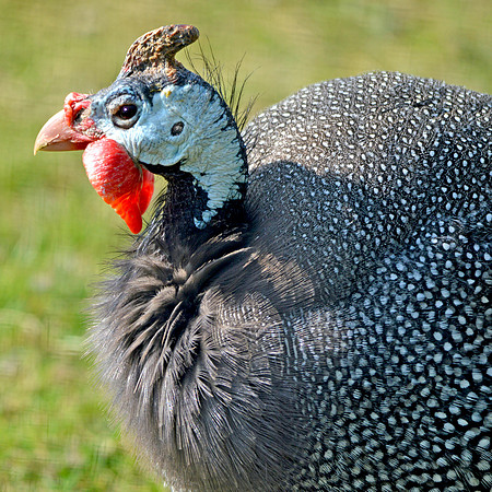 Helmeted Guinea fowl