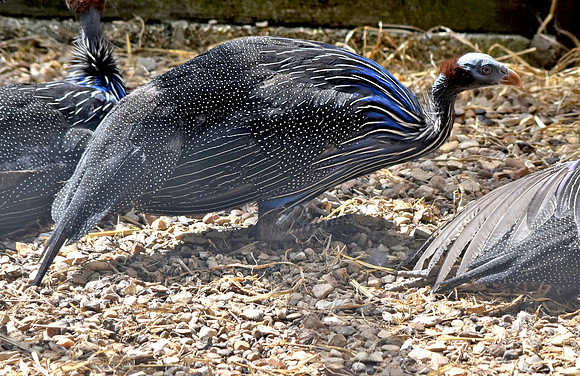 Vulturine Guinea fowl