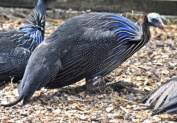 Vulturine Guinea fowl