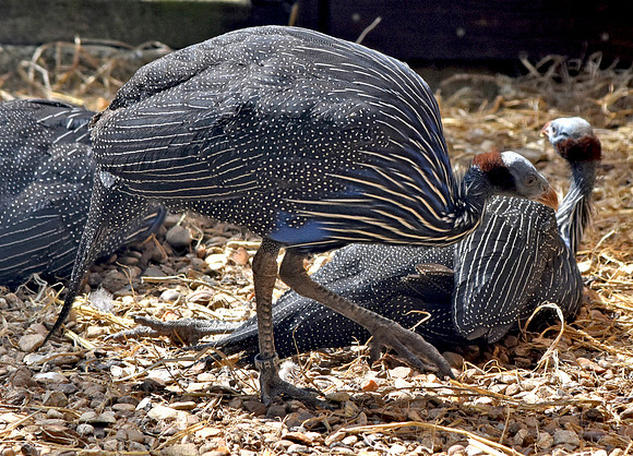 Vulturine Guinea fowl