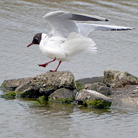 Black headed gull