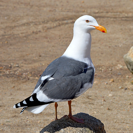 Herring gull