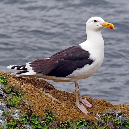 Great black backed gull