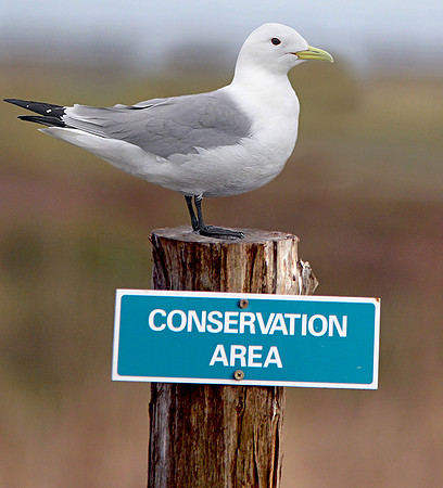 Kittiwake