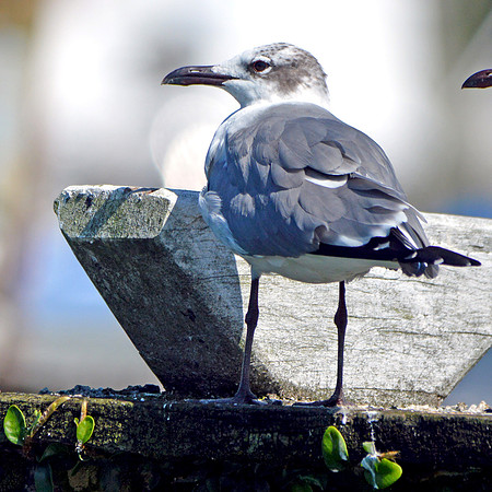 Laughing gull