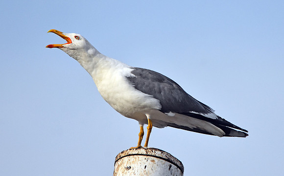 Lesser black backed gull