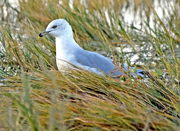 Ring billed gull