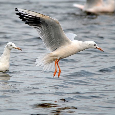 Slender billed gull