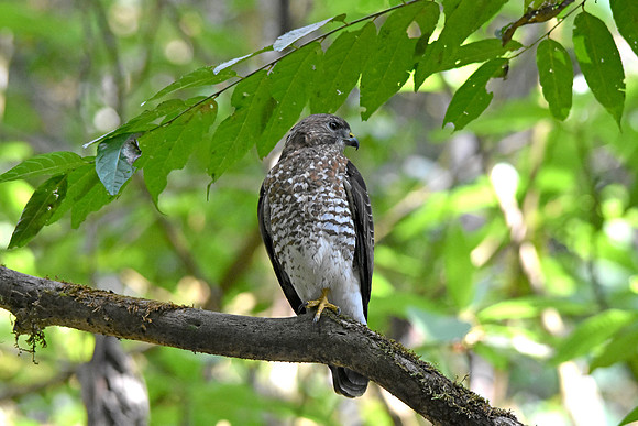 Broad wing hawk