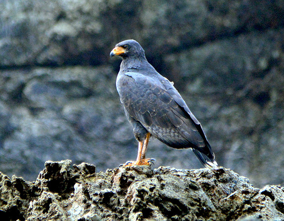 Crane hawk