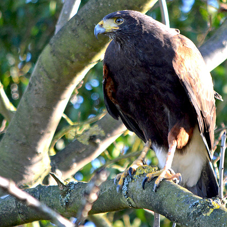 Harris hawk