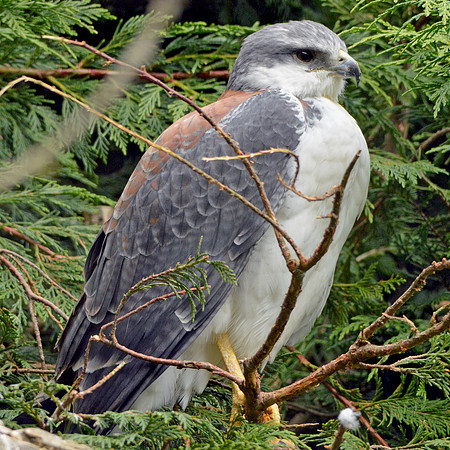 Red backed hawk