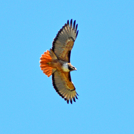 Red tailed hawk