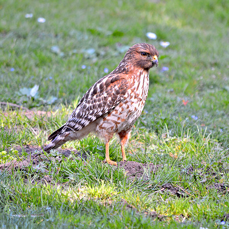 Sharp shinned hawk