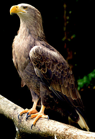 White tailed sea eagle