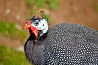 Helmeted guinea fowl