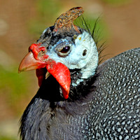 Helmeted guinea fowl