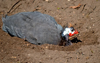 Helmeted guinea fowl