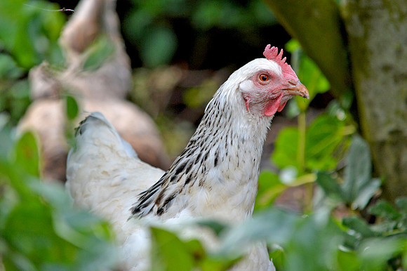 Sussex chicken