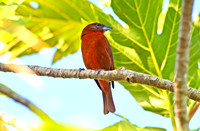 Hepatic tanager, male