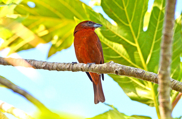 Hepatic tanager, male
