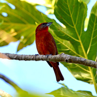 Hepatic tanager, male