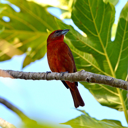 Hepatic tanager, male