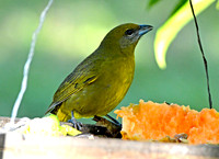 Hepatic tanager, female