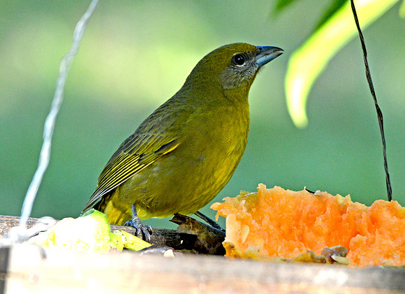 Hepatic tanager, female