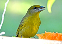 Hepatic tanager, female