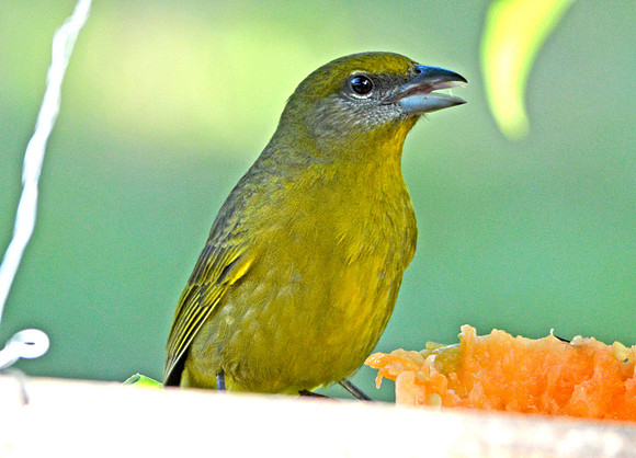 Hepatic tanager, female